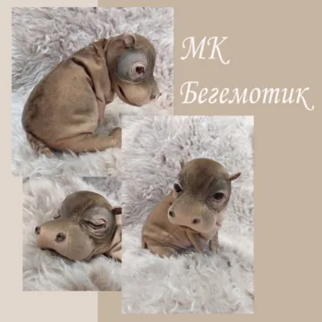 Бегемотик