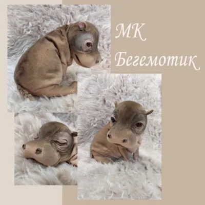 Бегемотик - Валентина Крижановская