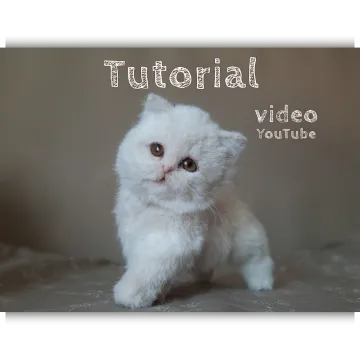 Британский котенок