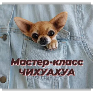 Брошь Чихуахуа