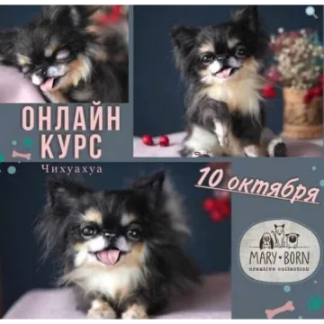Чихуахуа