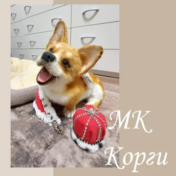 Корги
