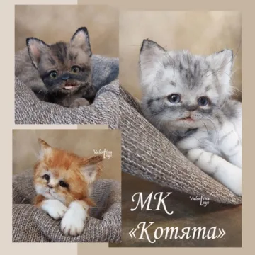 Котята