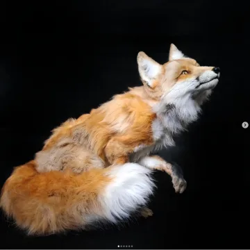 Лисичка