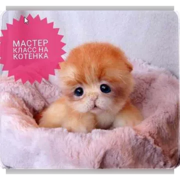 Мастер класс "Котёнок"