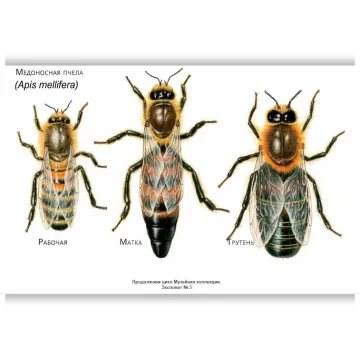 Музейная Коллекция. Медоносная пчела. Apis mellifera. Экспонат № 4