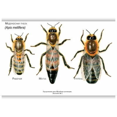Музейная Коллекция. Медоносная пчела. Apis mellifera. Экспонат № 4 - Анастасия Голенева