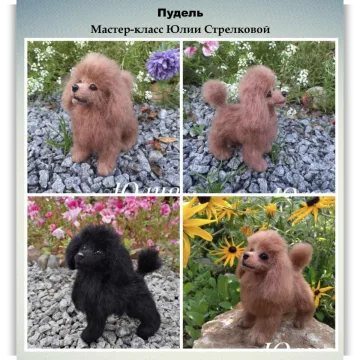 Пудель