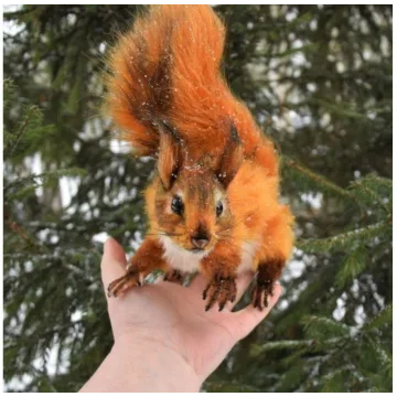 Реалистичная белка