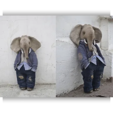 Слон mr. Elephant