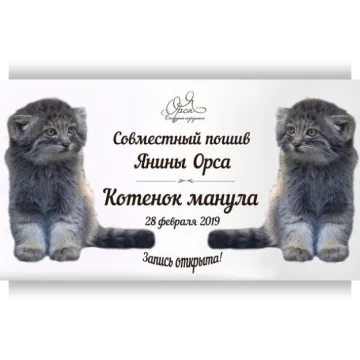 Совместный пошив «Котенок манула»