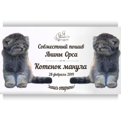 Совместный пошив «Котенок манула» - Янина Орса