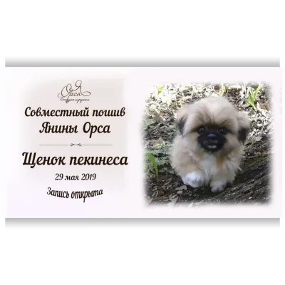 Совместный пошив «Щенок пекинеса» - Янина Орса