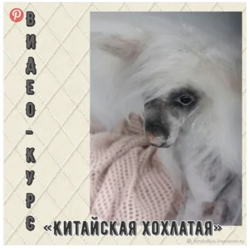 ВИДЕО-КУРС "Живая собачка 2. Китайская Хохлатая"