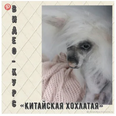 ВИДЕО-КУРС "Живая собачка 2. Китайская Хохлатая" - Светлана Каракулева