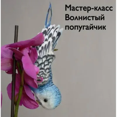 Волнистый попугайчик - Юлия Зубарева