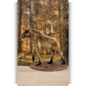 За Лосем с Медведем