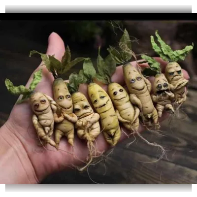 Живой корешок - manufruktura