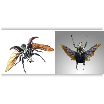 Жук-голиаф Goliathus goliatus. Музейная Коллекция. Экспонат № 2