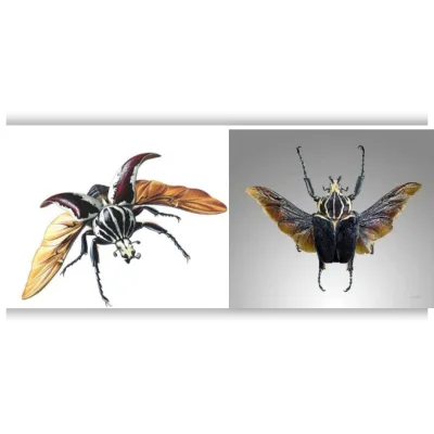 Жук-голиаф Goliathus goliatus. Музейная Коллекция. Экспонат № 2 - Анастасия Голенева